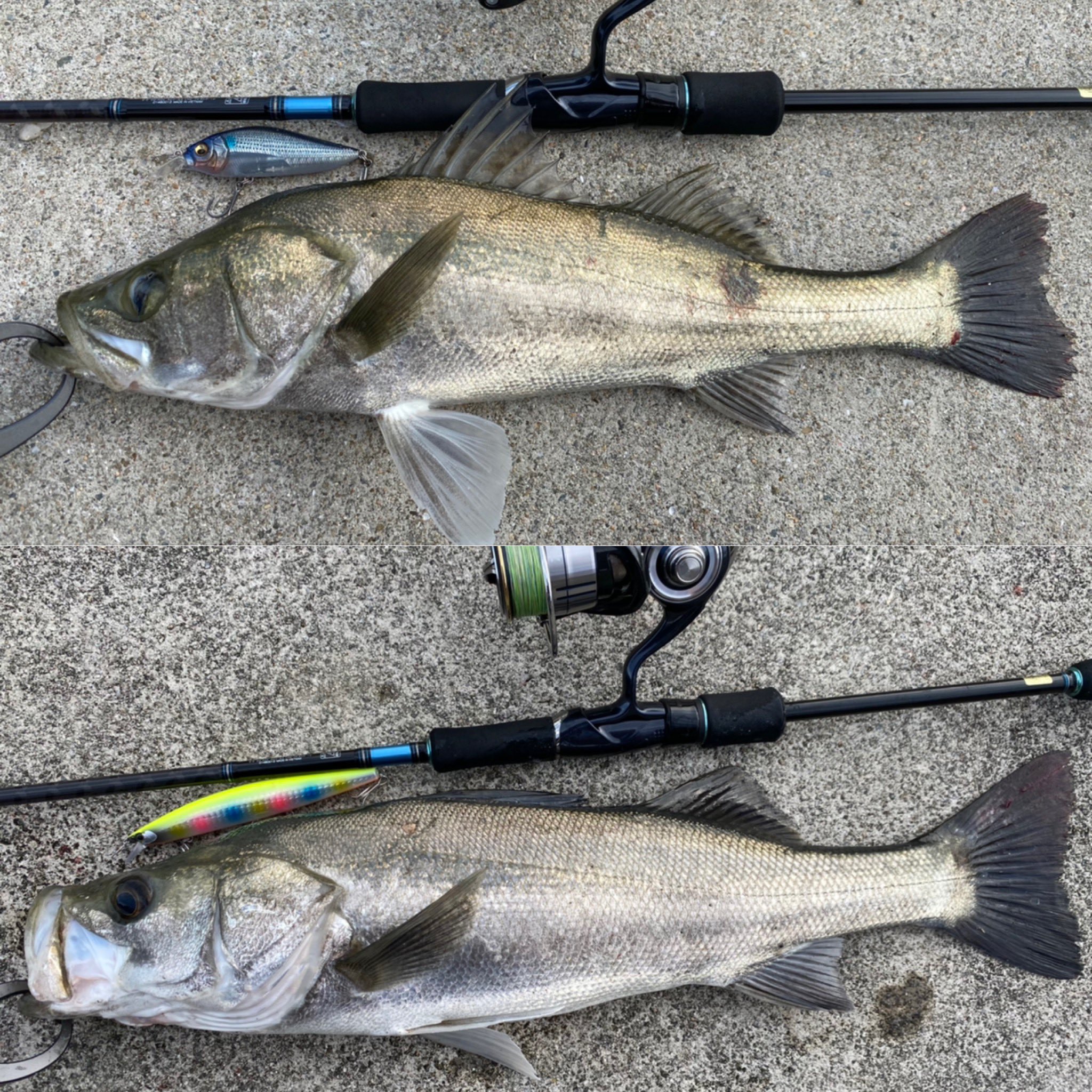 淡路島釣り Twitter Search Twitter