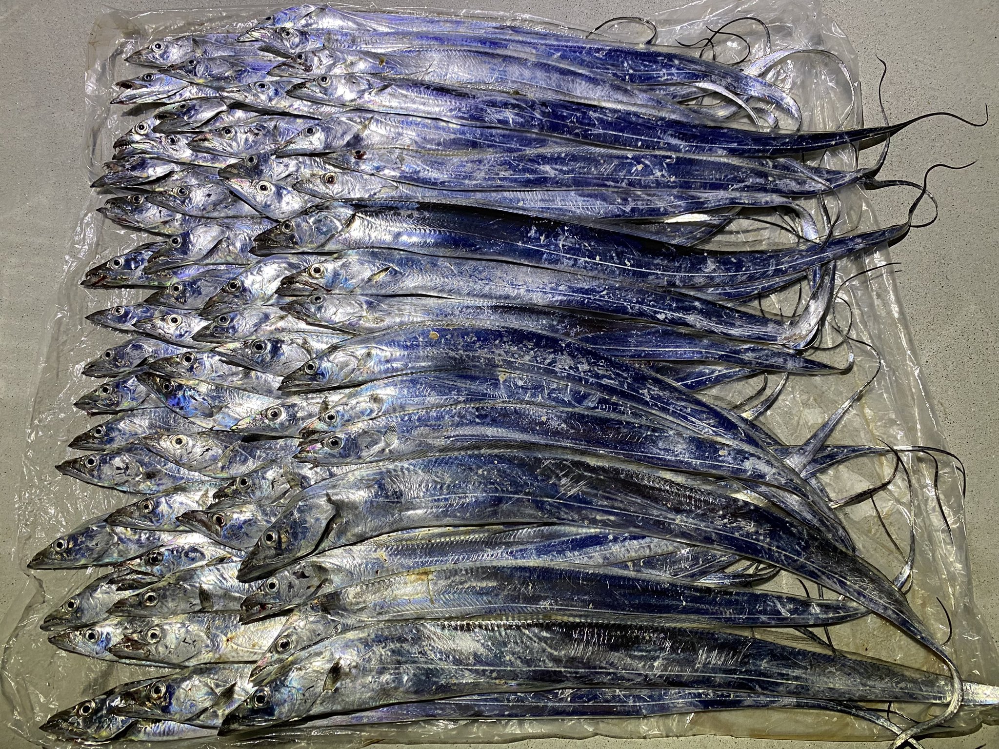 淡路島釣り Twitter Search Twitter