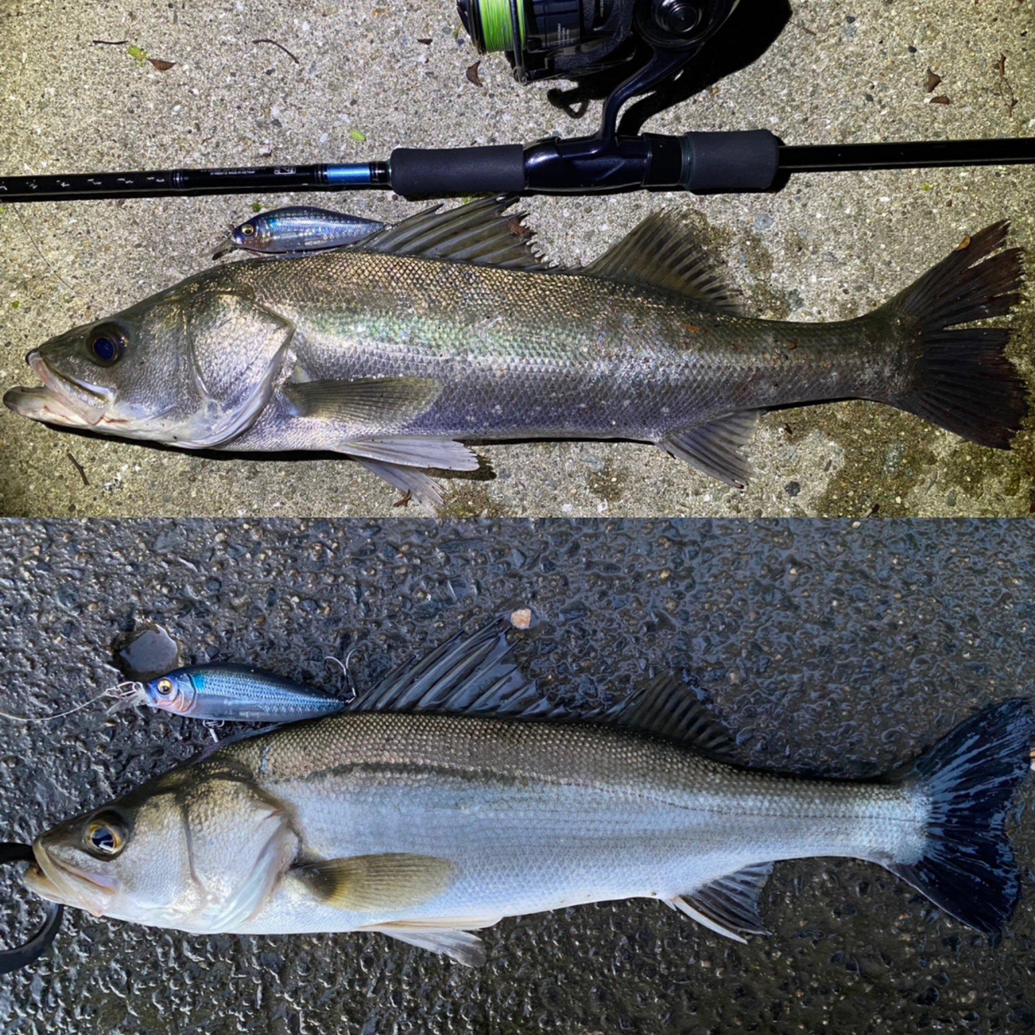 淡路島釣り Twitter Search Twitter