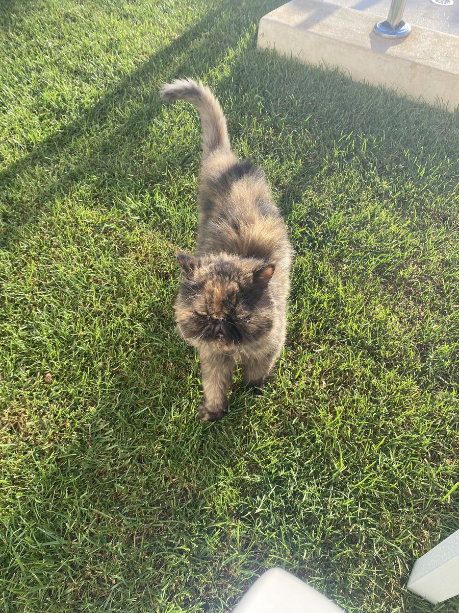 Esta 🐱 se llama #Trufa y se ha perdido en #Espartinas. Tiene 12 años, está esterilizada y ha desaparecido por la zona de Loreto. Podéis contactar con Ana si la encontráis, su teléfono es 664608671.

#gata #gato #perdida #perdido #Espartinas