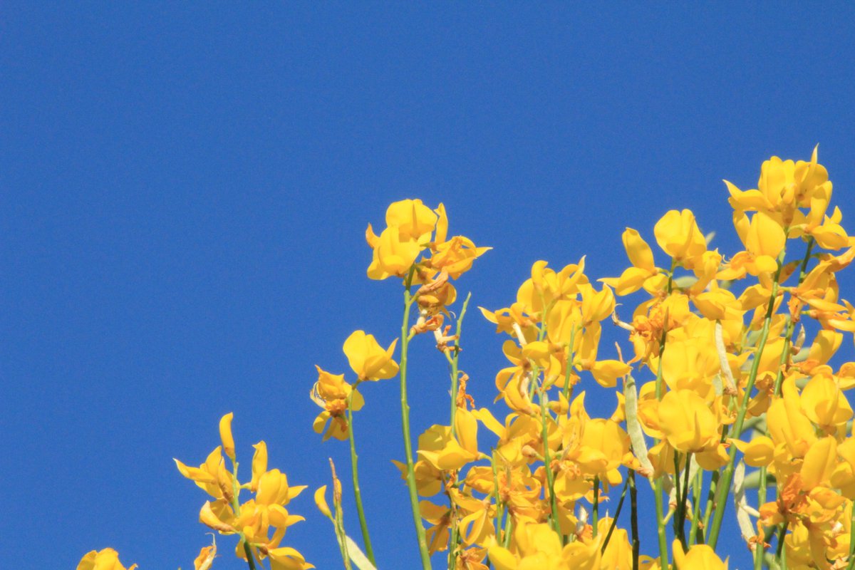 theeverydaypho1's tweet photo. One of the most beautiful sights of #spring: brilliant golden #gorse flowers framed by the warmth of a clear blue sky. ♥️

#ginestra #sky #nature #naturephotography #flower #springtime #photography #nofilter #cielo #basilicata #matera #cieloazzurro #flowers https://t.co/5R4YjM8ng1