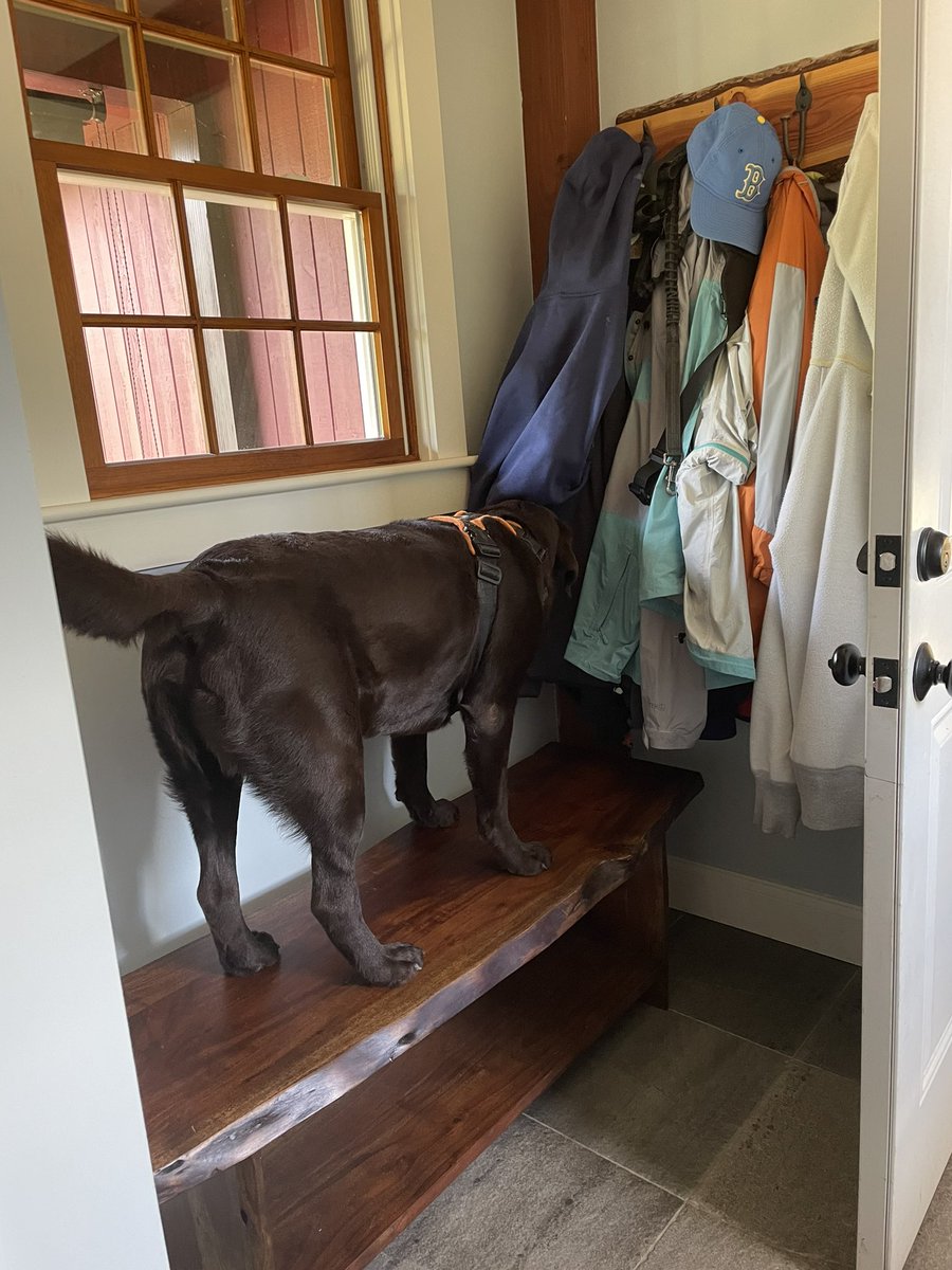 codyjakegolden's tweet photo. #benchbo got any treats left in your pockets?๐คฃ๐ค https://t.co/bN1wSPkxGA