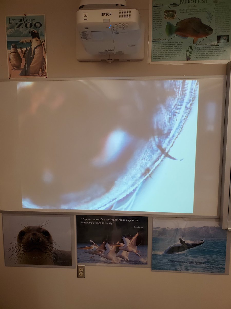 yankeeraider81's tweet photo. To end the first week of school. A&amp;P and Microbiology classes explored how to detect, manipulate, and correct homeostatic imbalances as seen in Daphnia magna. #kkidsalwayslearning https://t.co/1Jt4EMWHhj