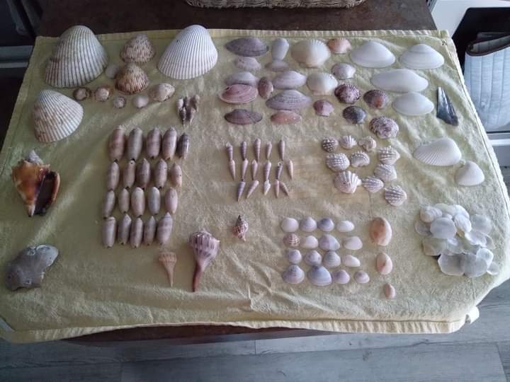 phleaglesgal's tweet photo. A very successful day shelling at Boca Grande FL. * all non living specimens taken only
#Florida #Ilivewhereyouvacation #shelling #floridaseashells https://t.co/BhmyjxGxJ3