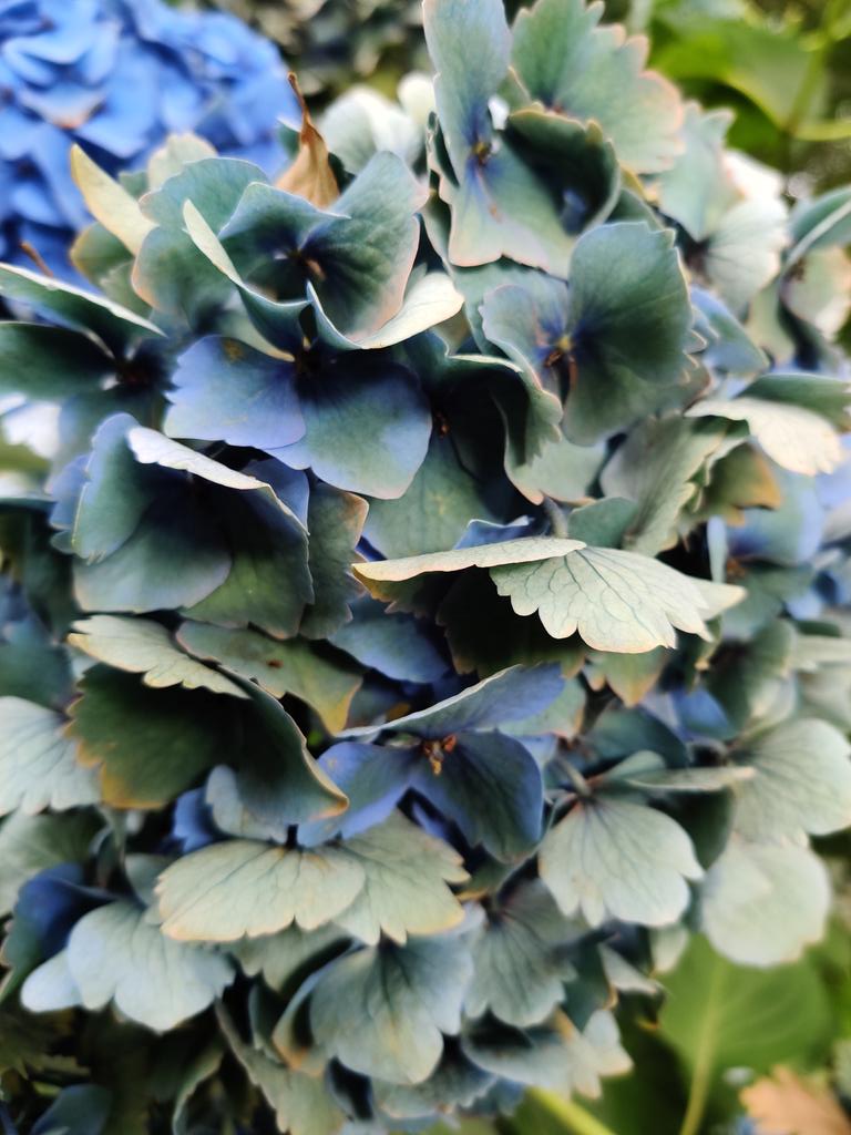 loqperennial's tweet photo. Beautiful faded blues at #pinetumgardens #gardening @Pinetumgardens https://t.co/AHOaVp7S71