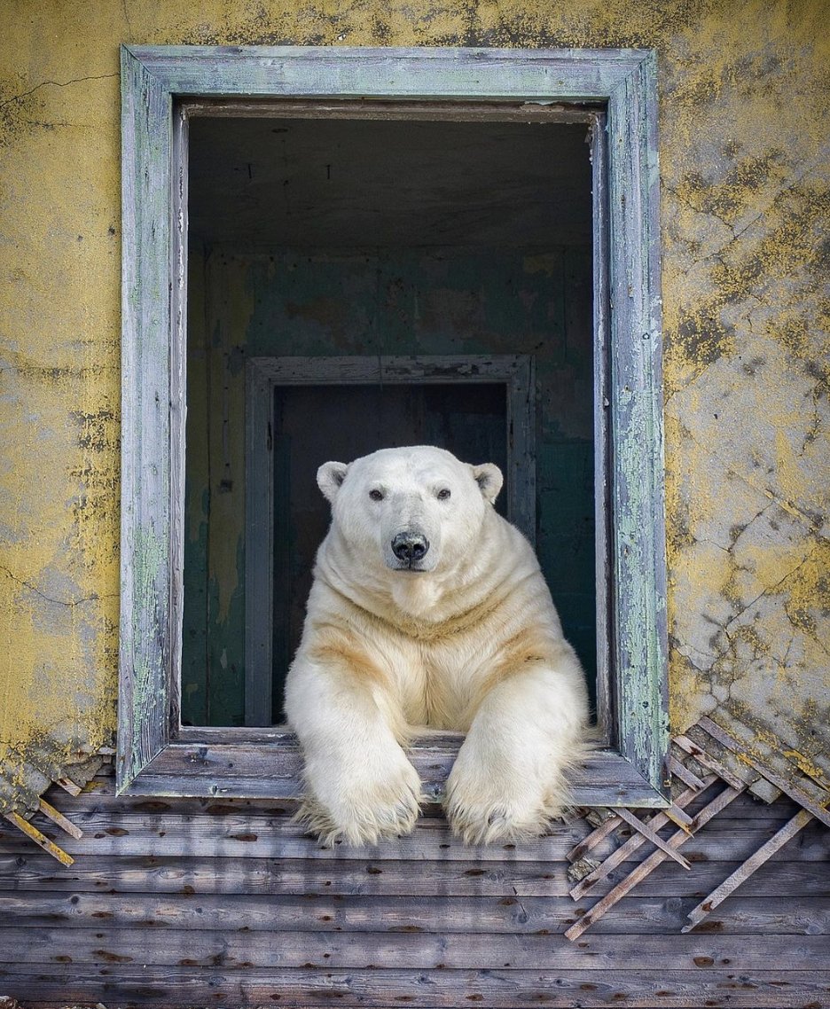 Here is one of <a href="/DmitryKokh/">Dmitry Kokh</a>’s viral polar bear images from last year that has been shortlisted as a Highly Commended image in the UK’s National History Museum's Wildlife Photographer of the Year.