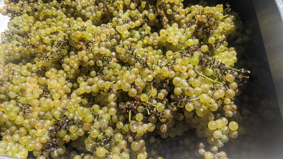 @grovewinery tweet media