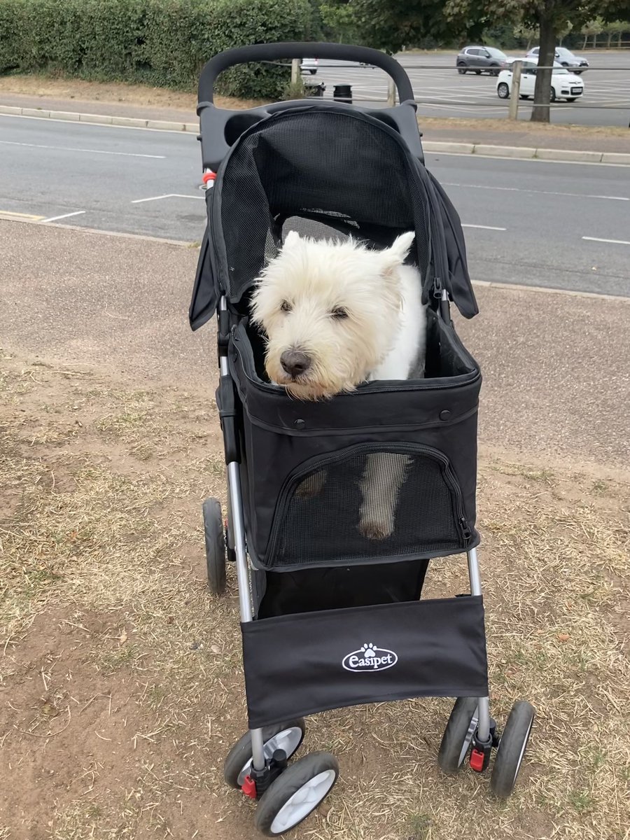Bertietheblack's tweet photo. I been to da vets yesterday. I been getting slow and panting . Then I got a cough. Da vet lady said I have arthritis and a virus infection. Hoomum cried happy tears she said as she was very worried 😟 I go in my Fergus mobile now when my legs are tired and slow . I’m old boy now https://t.co/XfDTxCQTV9