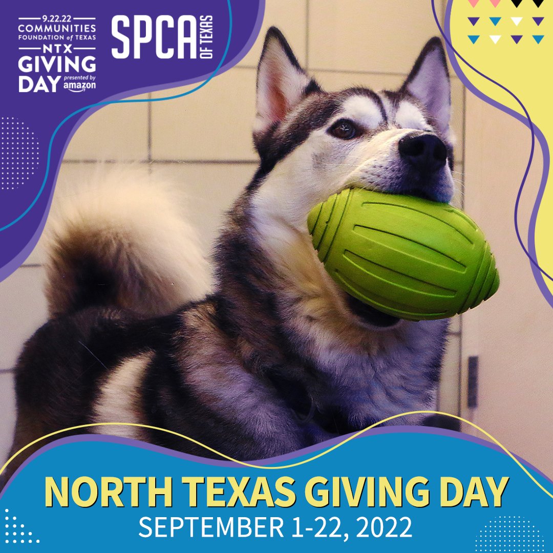 spcaoftexas's tweet photo. We shared Paxsun's story with you. Today, you can find Paxsun greeting you with his football when you walk into the SPCA of TX! He just finished his treatment & is ready for a home! #GivetoSave & help an animal's healing journey for #NTXGivingDay at https://t.co/FdBmhDwVVF! https://t.co/XGoKv4G68v