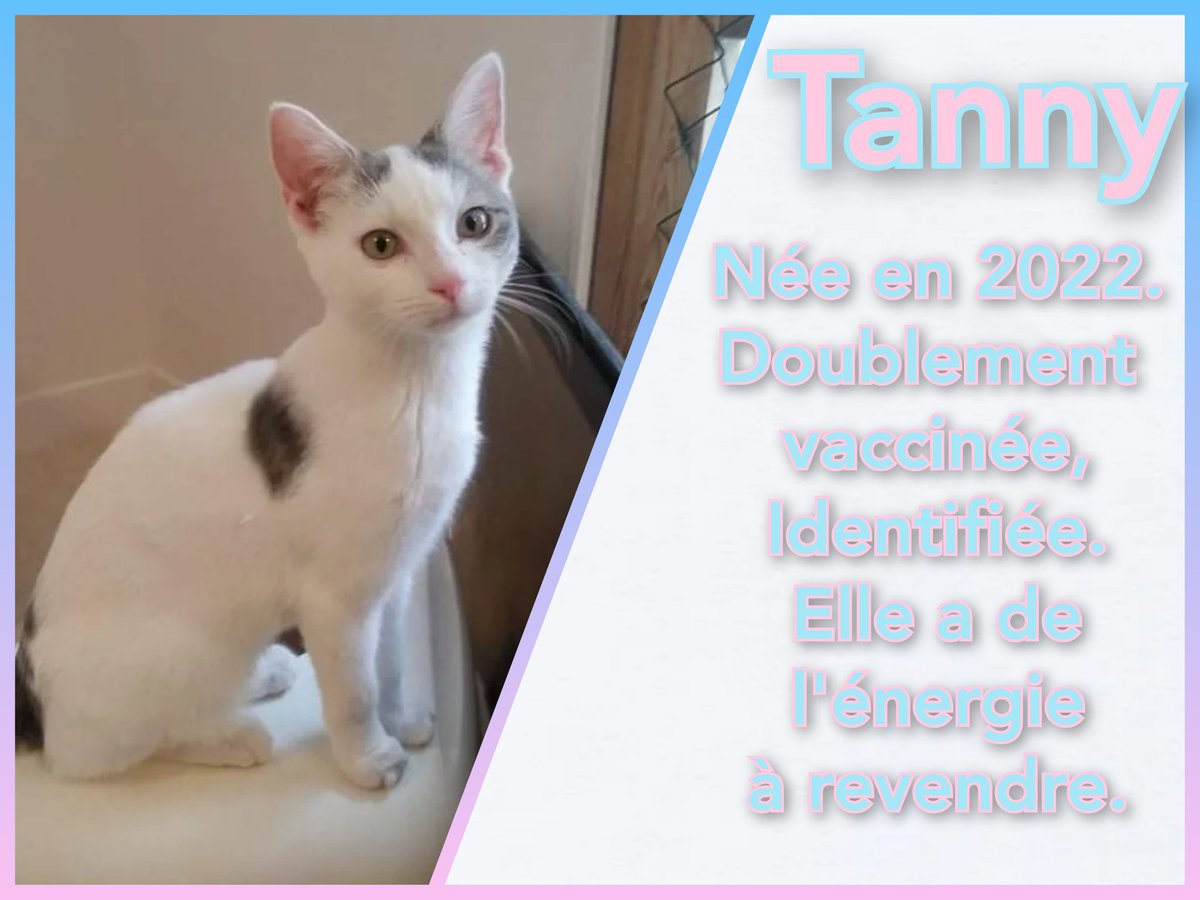 Lesptitespattes's tweet photo. #chat #chaton #adoption #avesnessurhelpe #association #catlovers #catofinstagram #adoptdontshop #refugechat #sauvetageanimal #chatabandonne #amourdechat #ronron #miaou #minou #matou #cat #meow #tropmignon #famille #lespetitespattesavesnoises https://t.co/jSAc9j53Mz