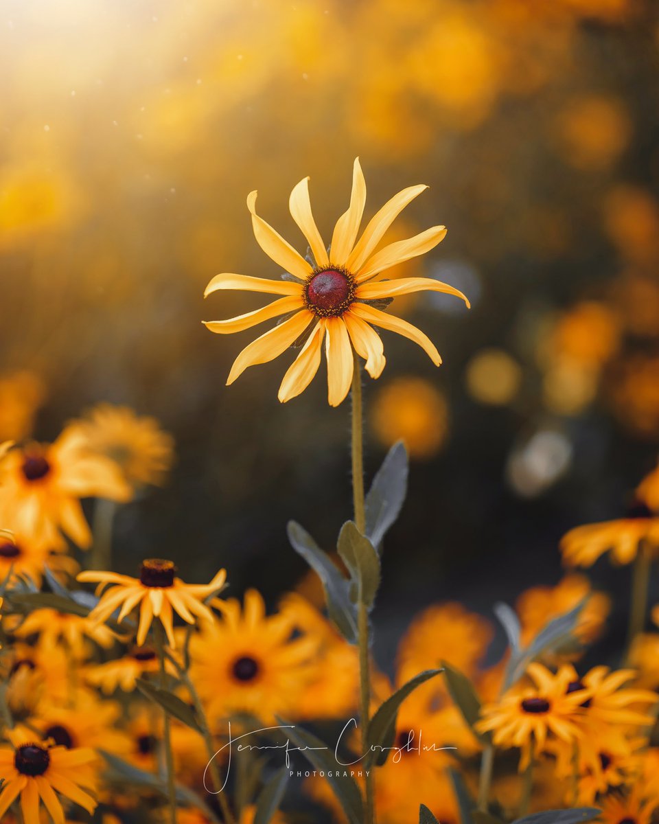 Confidence 🌻✨

#flowers #flowerphotography #macrophotography #closeup #nature #NaturePhotography <a href="/MacroHour/">#MacroHour 🌿</a> <a href="/ThePhotoHour/">#ThePhotoHour</a>