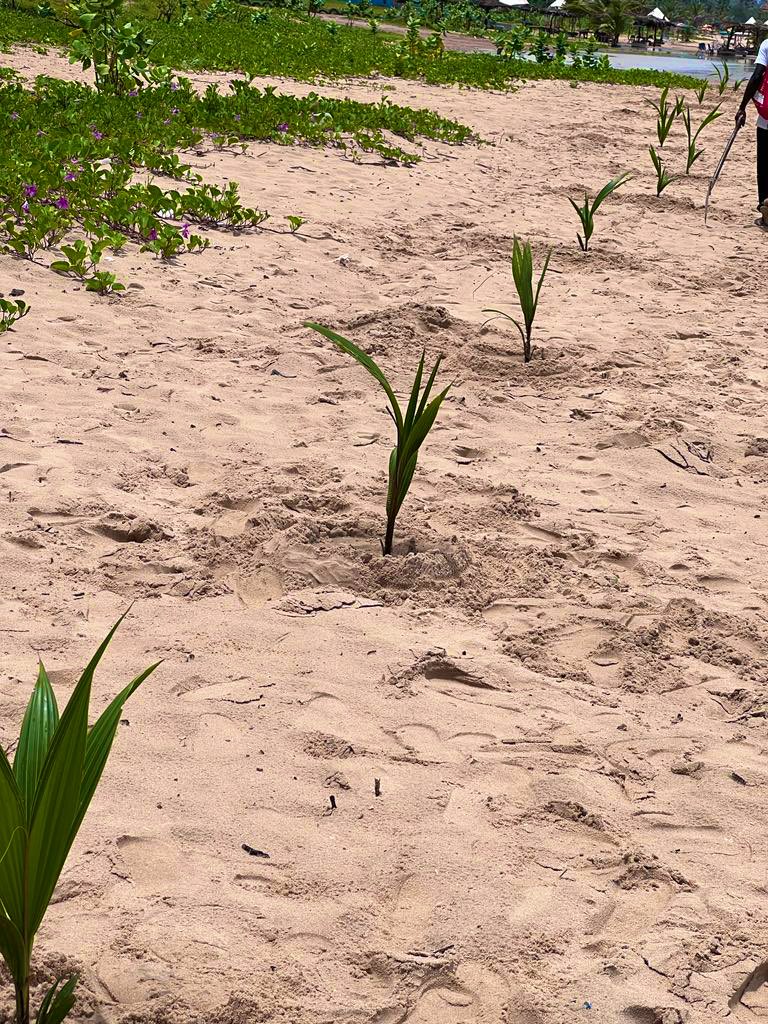 AllianceGambia's tweet photo. GEA-Secretary General joined the Aaron charter team at Bijilo beach.
The team planted 16 saplings of coconut trees and conducted a successful mini beach cleanup, in the quest to promote healthy beaches and climate adaptation in The Gambia's marine and coastal environment. π¬π² https://t.co/WOwXbpUDLm