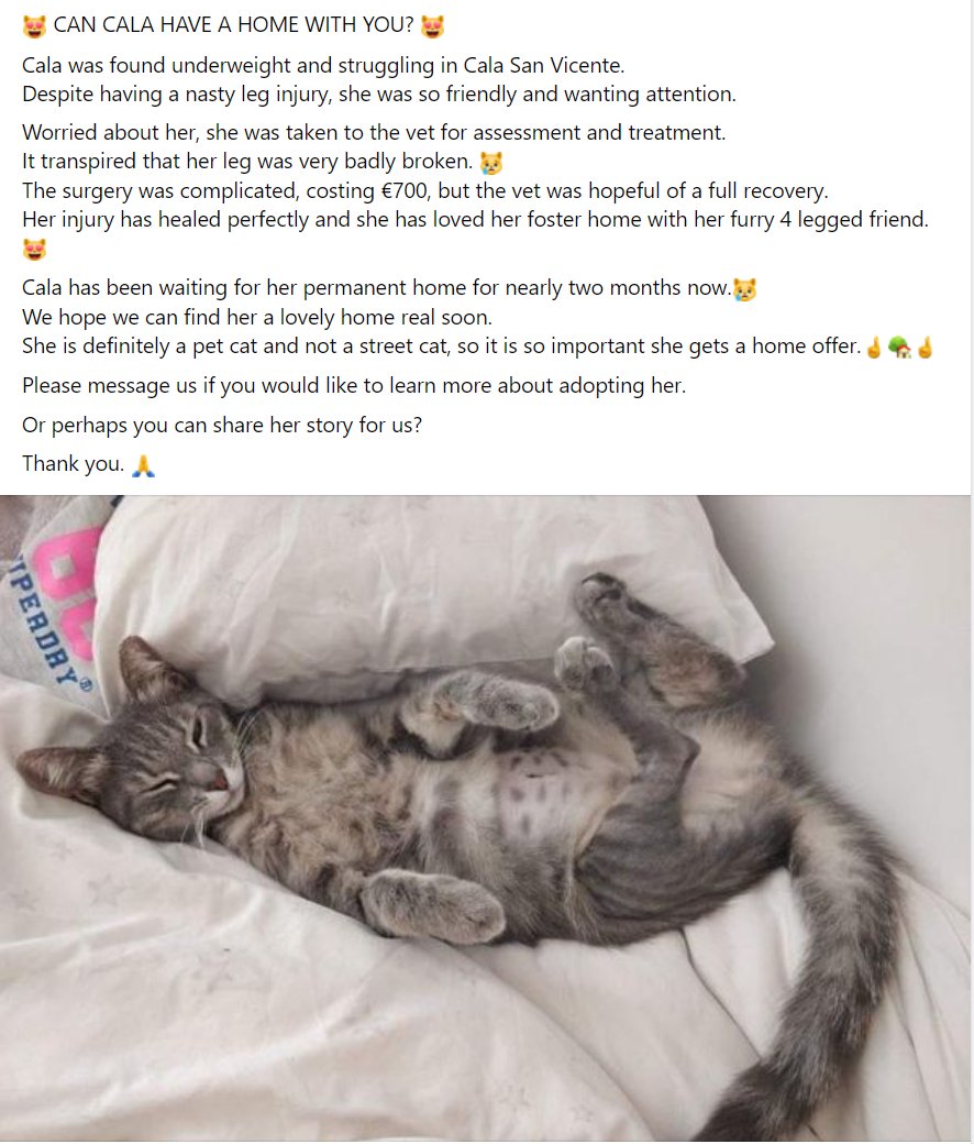 CatPPollensa's tweet photo. Cala has been waiting for her permanent home for nearly two months now.😿 
We hope we can find her a lovely home real soon. 
Please message us if you would like to learn more about adopting her.
Or perhaps you can share her story for us?
#AdoptDontShop #Mallorca #CatsOfTwitter https://t.co/w0Pem2bI5k