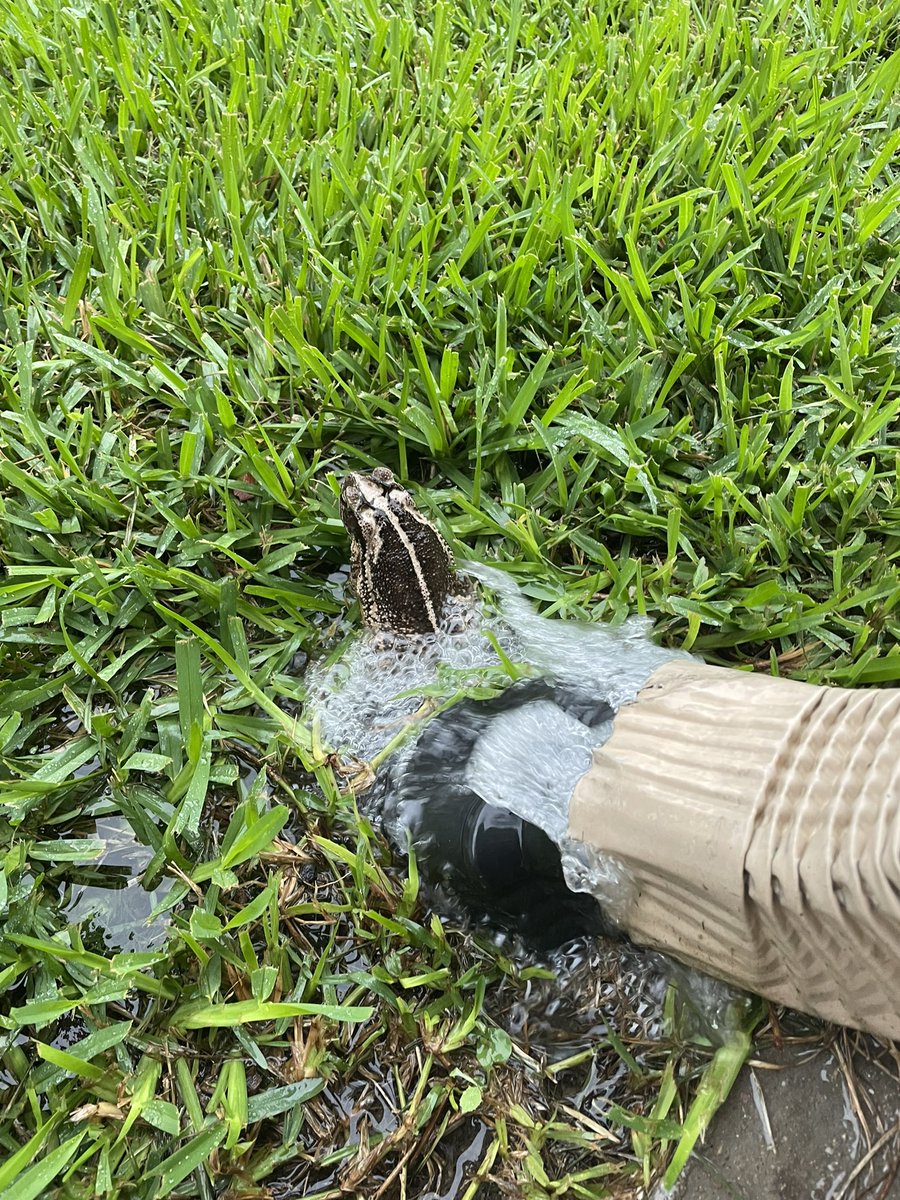 good morning text from dad when its raining: 
frog taking a shower