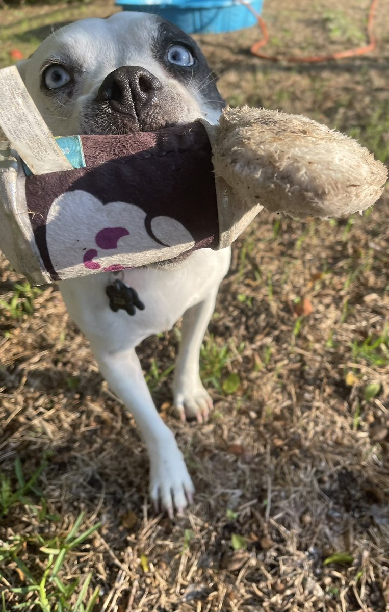 tkofVA's tweet photo. Who is ready to play? #tkof #tkofva #firsttimer #dogsoftwitter https://t.co/QAx9OCFLGa