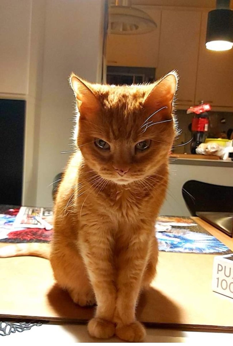 PaavotheCat tweet media
