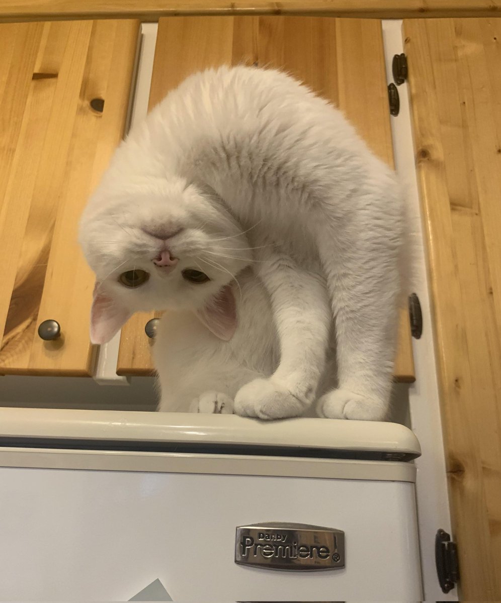 DontShowYourCat's tweet photo. haha you're upside down https://t.co/XKju6YLpfj