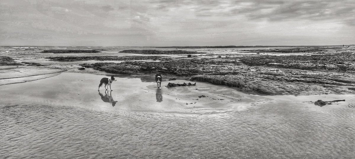 Skytutcolliedog πΎπΆπ© (@skytutcolliedog) on Twitter photo #beachlife #lifesabeach #NorthumberlandCoast #RescueDogs #bordercollie <a href="/SydRescue/">SYD RESCUE</a> <a href="/2northumberland/">Visit Northumberland</a> #beachlife #lifesabeach #NorthumberlandCoast #RescueDogs #bordercollie <a href="/SydRescue/">SYD RESCUE</a> <a href="/2northumberland/">Visit Northumberland</a>