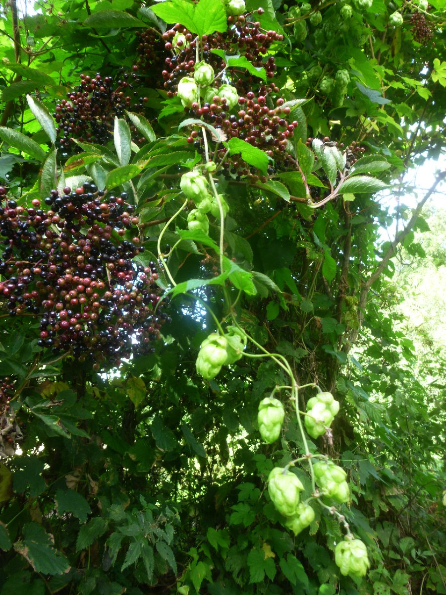 markinflowers's tweet photo. Elderberries and hops – two great medicinal beauties – down a Suffolk lane #HotSeptember #LoveWildPlants #wildflowerhour https://t.co/OJo4B14vDS