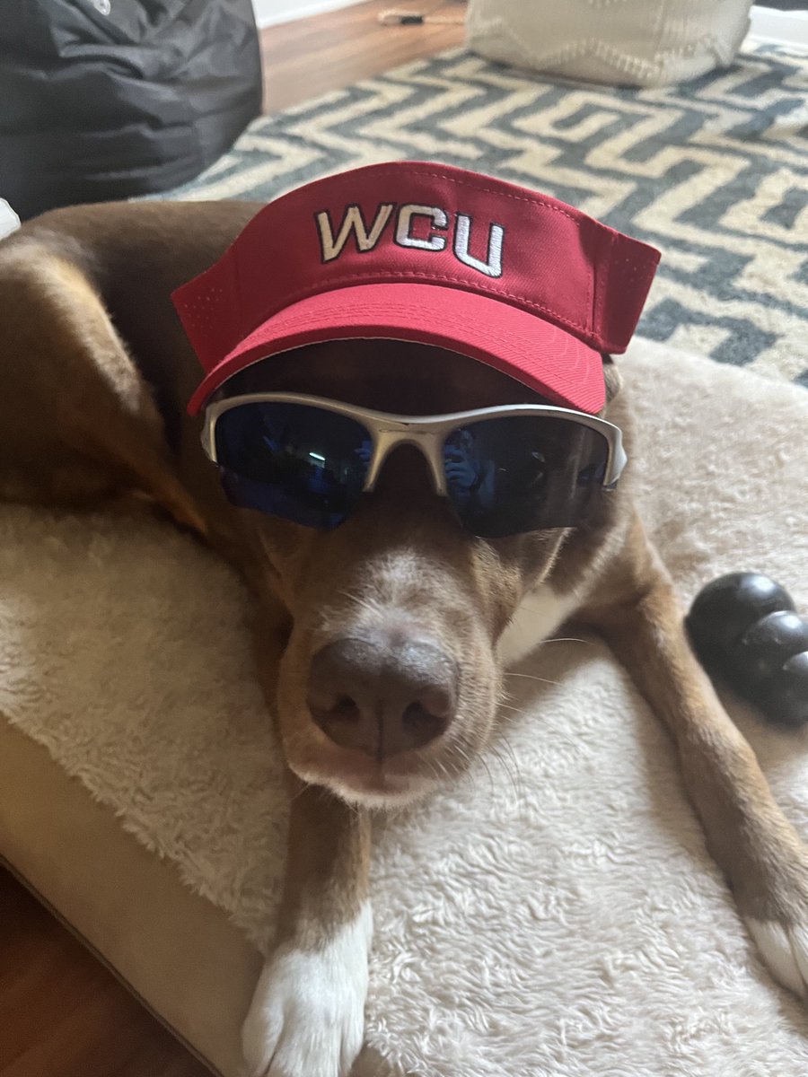 WMCAREYsoftball's tweet photo. Happy Saturday from cool dog Corbin https://t.co/Pt13frHEIL