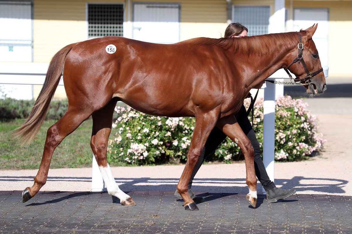 SaracenTB's tweet photo. Congratulations to @GestutFahrhof and their team as lot 156, their Night Of Thunder colt out of Realeza, sells @BBAG_Sales to Andreas Suborics/Jurgen Sartori for €325,000
#FeedTheDifference #FutureInMind https://t.co/eCxDtpKRfB