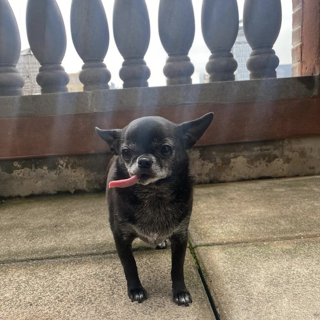 This is Don Pepe. He does not have fingers, so he has to point like this. Please look to the right. His right. 13/10 #SeniorPupSaturday