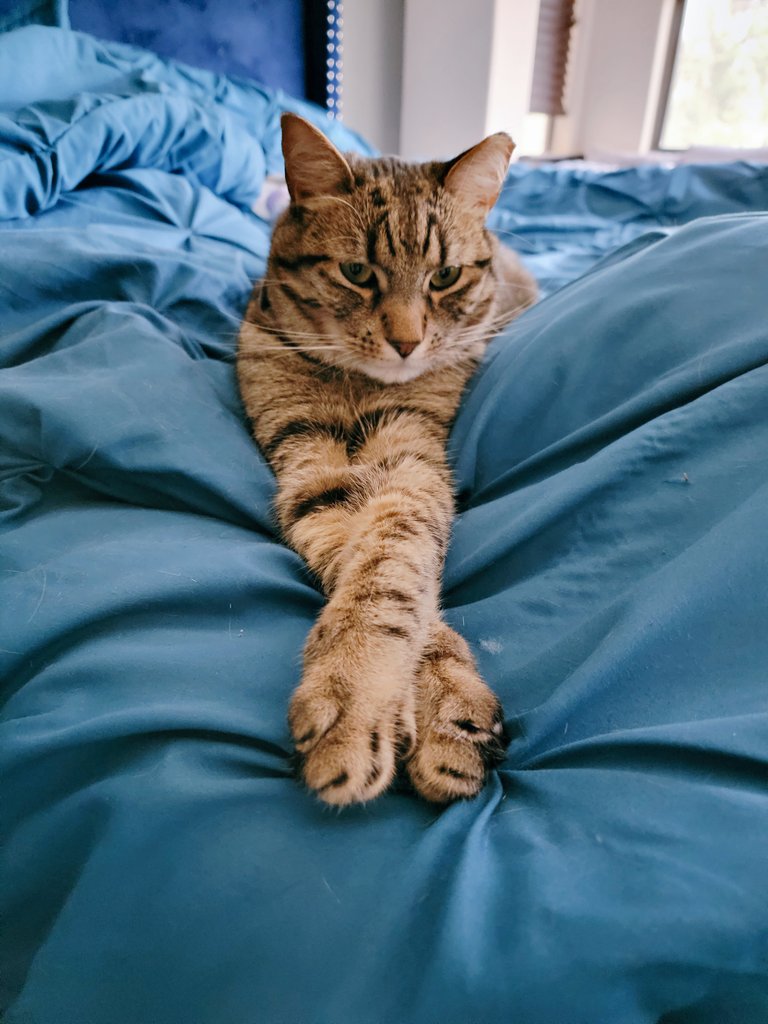 catsaysbye's tweet photo. Am I the most interesting #tiger in the world? Yes. Definitely. #CatsOfTwitter #ConfidenceKing #MouseWhompingPaws https://t.co/sDe4cNxBTs