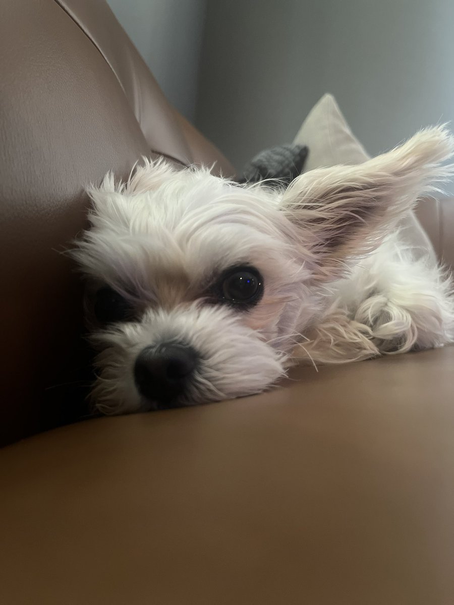 michpete7's tweet photo. @tobymorton This is Coco, trying to cool down after a walk. https://t.co/HiZQP3i2Bb