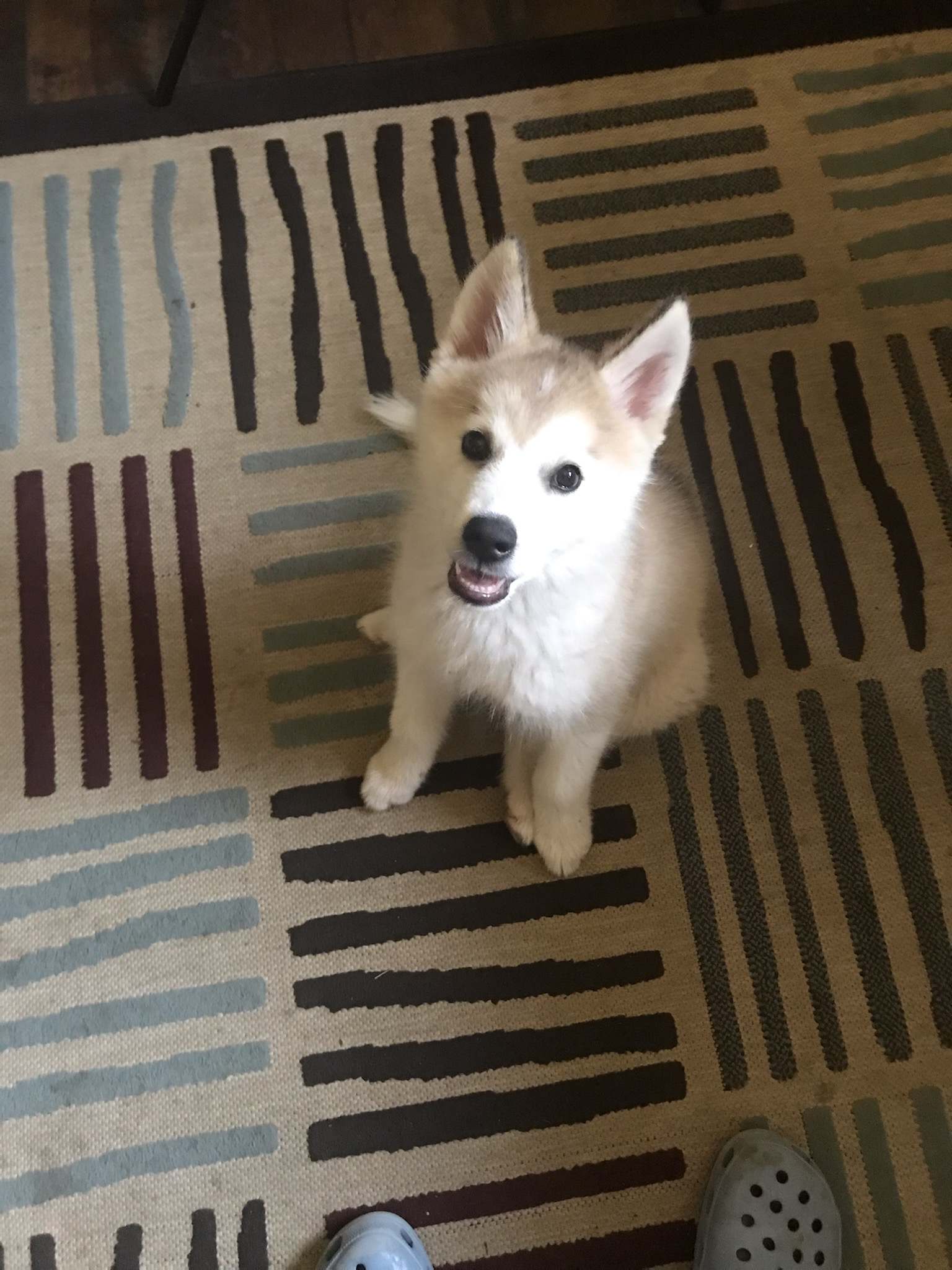2 pic. If you hook up with me you get a bonus of getting to hang out with this cute lil guy... https://t