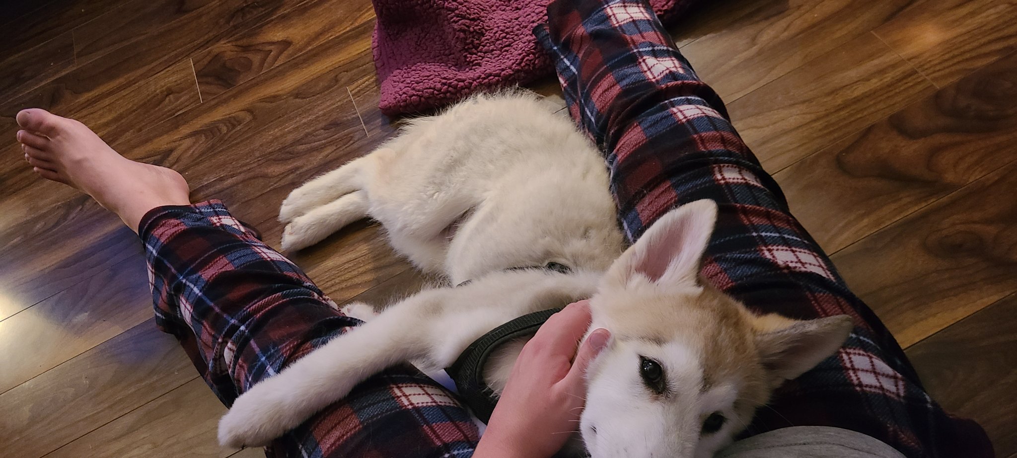 1 pic. If you hook up with me you get a bonus of getting to hang out with this cute lil guy... https://t