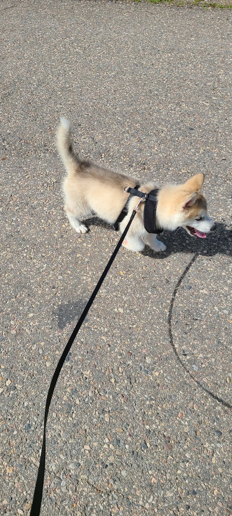 3 pic. If you hook up with me you get a bonus of getting to hang out with this cute lil guy... https://t