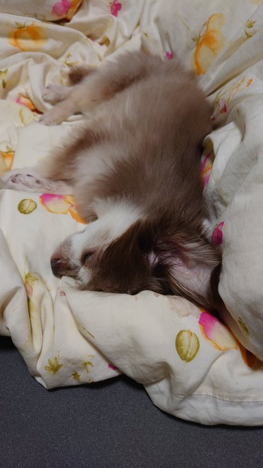 なお起きる気配はない 