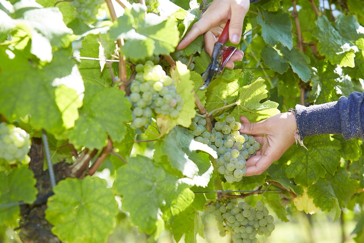 MuchaSekt's tweet photo. Vinobraní je v plném proudu. 🍇 Co myslíte, jakou láhev Mucha Sekt pro vás sklízíme? 🤩
#muchasekt #ochutnejumeni #vinobrani #sekt #vino #wine https://t.co/eXJ0ozmgcg