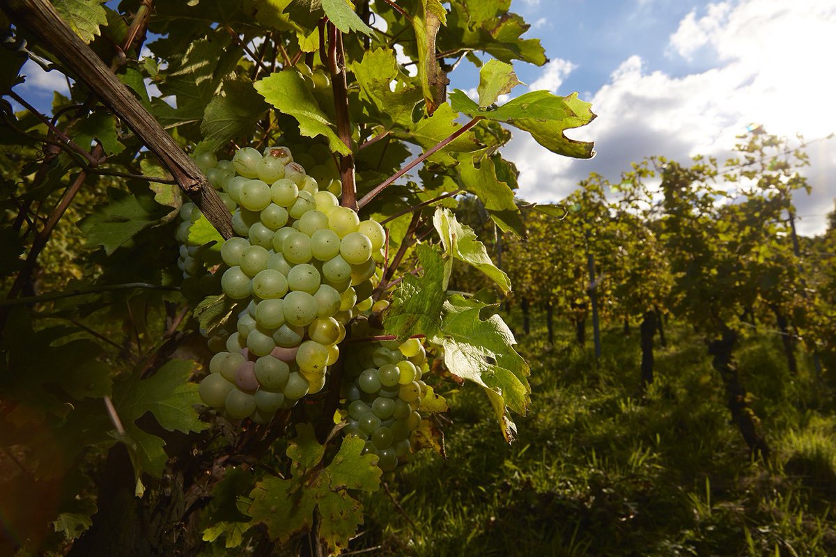 MuchaSekt's tweet photo. Vinobraní je v plném proudu. 🍇 Co myslíte, jakou láhev Mucha Sekt pro vás sklízíme? 🤩
#muchasekt #ochutnejumeni #vinobrani #sekt #vino #wine https://t.co/eXJ0ozmgcg