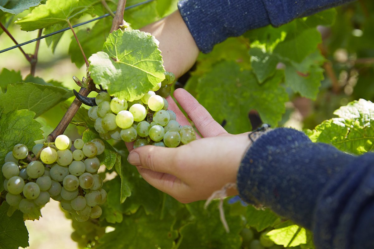 MuchaSekt's tweet photo. Vinobraní je v plném proudu. 🍇 Co myslíte, jakou láhev Mucha Sekt pro vás sklízíme? 🤩
#muchasekt #ochutnejumeni #vinobrani #sekt #vino #wine https://t.co/eXJ0ozmgcg