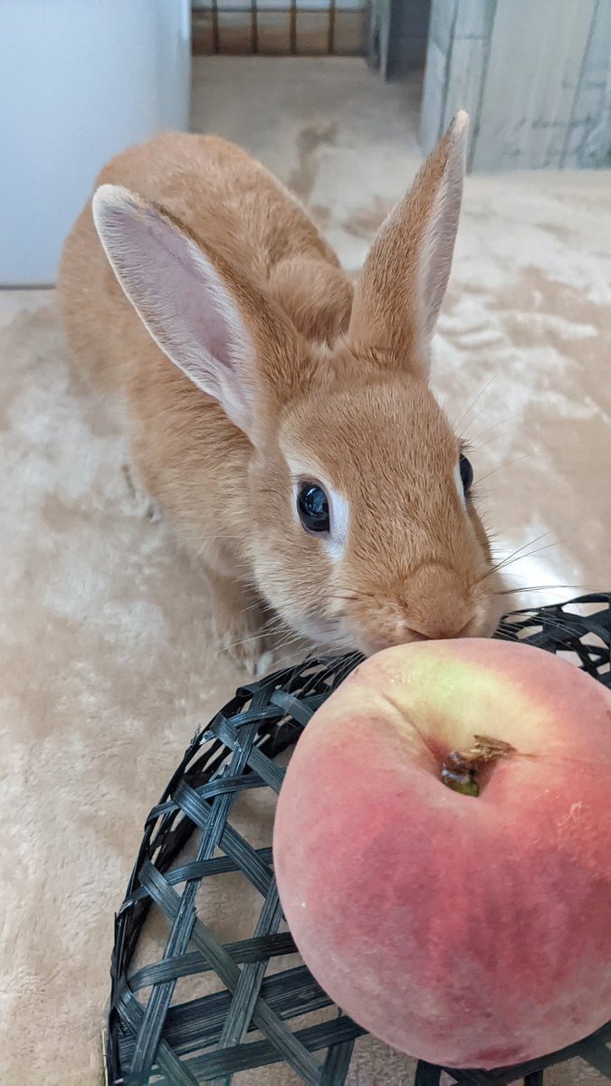 jumpjumpM3's tweet photo. クッキーといいます🐇
もも🍑初めて食べたよ💞
#ネザーランドドワーフ女の子
#もも https://t.co/2jYnMUS2zl