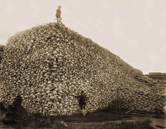 OraundR's tweet photo. Humans are scary at times
A mountain of bison skulls before being used as fertilizer in 1870. Bison were hunted to the brink of extinction in the 19th century. https://t.co/eUoKKYhmYe