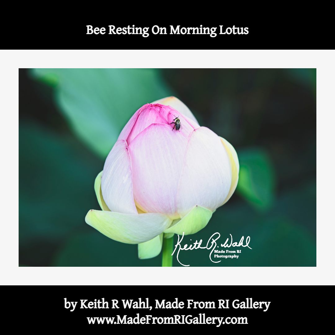vigo_roll's tweet photo. Bee Resting On Morning Lotus
by Made From RI Gallery - Photographer Keith R Wahl
https://t.co/4TC2TeY3Dq
A bee rests in the early morning on an Indian Lotus in Hamilton Village, North Kingstown, RI
#MadeFromRIGallery #KeithRWahl #Flower #Lotus #IndianLotus #Photography https://t.co/A4GVS8sgnA