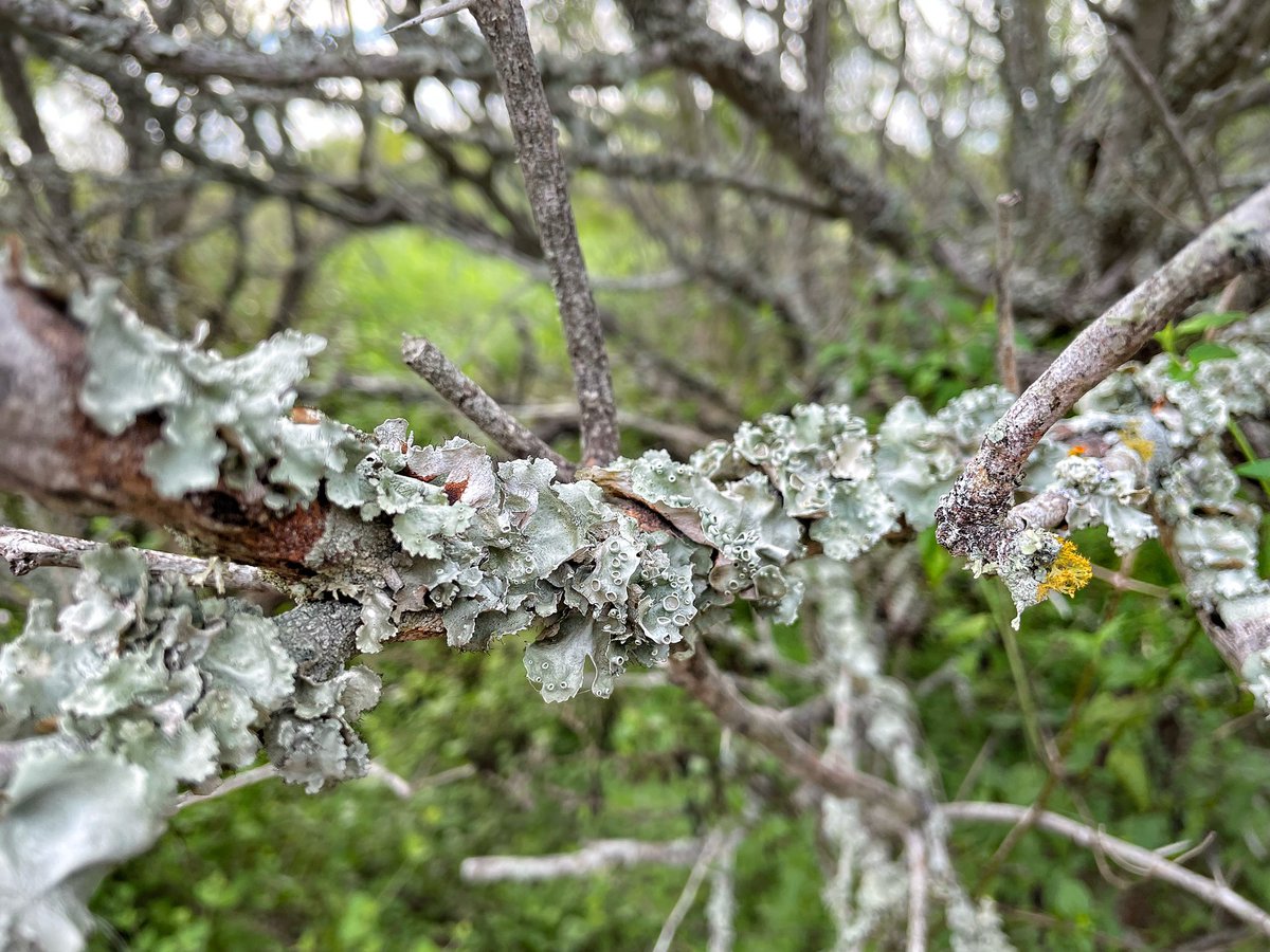 BryoFight42's tweet photo. Moss hunting with my #labsquad! We didn’t find any but we saw lichens, turtles, lizards, and mushrooms. They also protected me from a snake. 🥰 https://t.co/EaHDJxo4Fu