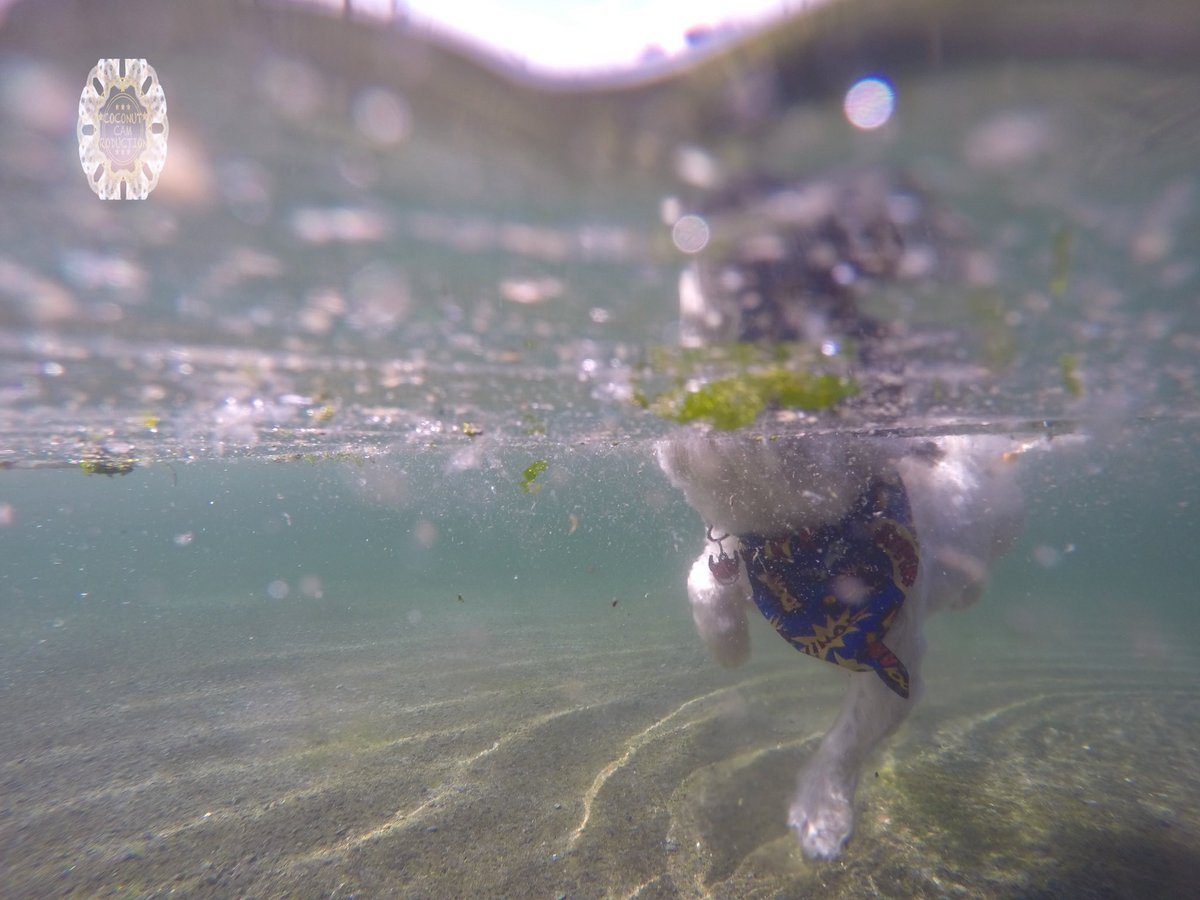 GoProCharlie1's tweet image. GoPro Charlie! The swimming Shih Tzu! 💦🐶💦😎 #GoPro #goprohero10 #goprodogs #goprocharlie #dogcelebration #landofdogs #dogsoftwitter 💦🐶💦😎