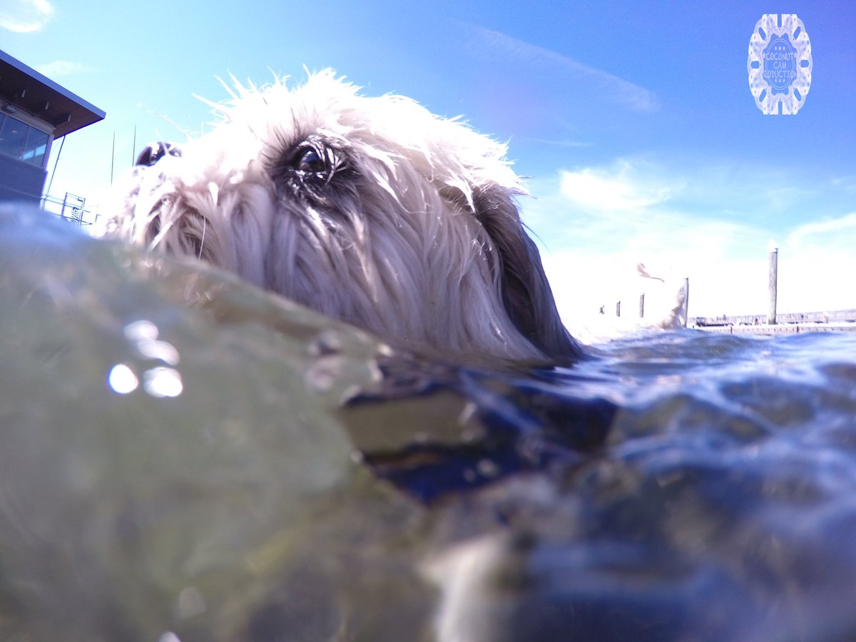 GoProCharlie1's tweet image. GoPro Charlie! The swimming Shih Tzu! 💦🐶💦😎 #GoPro #goprohero10 #goprodogs #goprocharlie #dogcelebration #landofdogs #dogsoftwitter 💦🐶💦😎