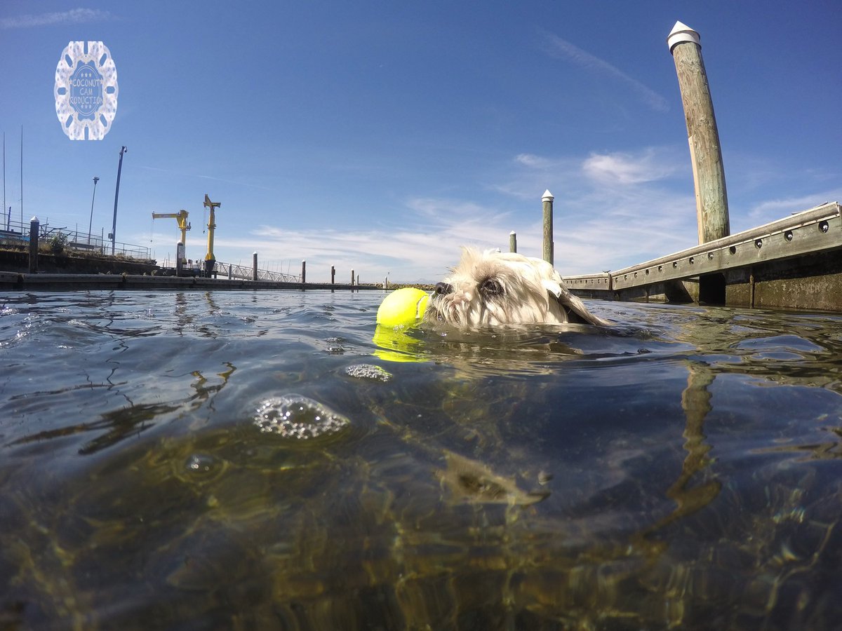 GoProCharlie1's tweet image. GoPro Charlie! The swimming Shih Tzu! 💦🐶💦😎 #GoPro #goprohero10 #goprodogs #goprocharlie #dogcelebration #landofdogs #dogsoftwitter 💦🐶💦😎