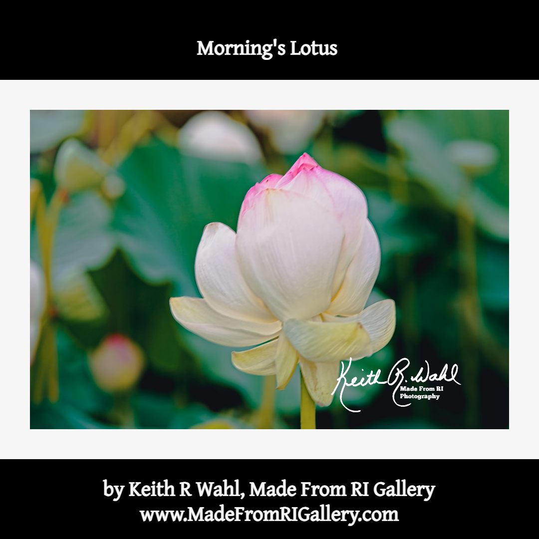 vigo_roll's tweet photo. Morning's Lotus
by Made From RI Gallery - Photographer Keith R Wahl
An Indian Lotus in the early morning light at Hamilton Village, North Kingstown, RI
https://t.co/jiJsVTNoxZ
#MadeFromRIGallery #KeithRWahl #Flower #Lotus #IndianLotus https://t.co/RT4ZDxr6qi