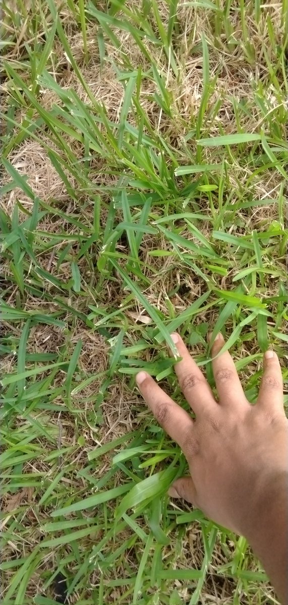 grass_touching tweet picture