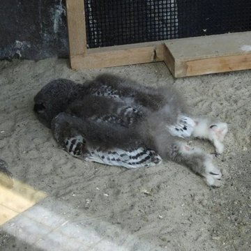 OraundR's tweet photo. It is a fantastic discovery that baby owls sleep on their stomachs because they cannot balance their too-heavy heads for long. https://t.co/1O5Xqh8XpS