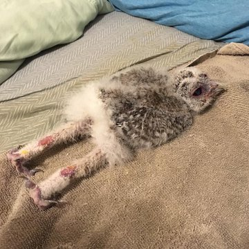 OraundR's tweet photo. It is a fantastic discovery that baby owls sleep on their stomachs because they cannot balance their too-heavy heads for long. https://t.co/1O5Xqh8XpS