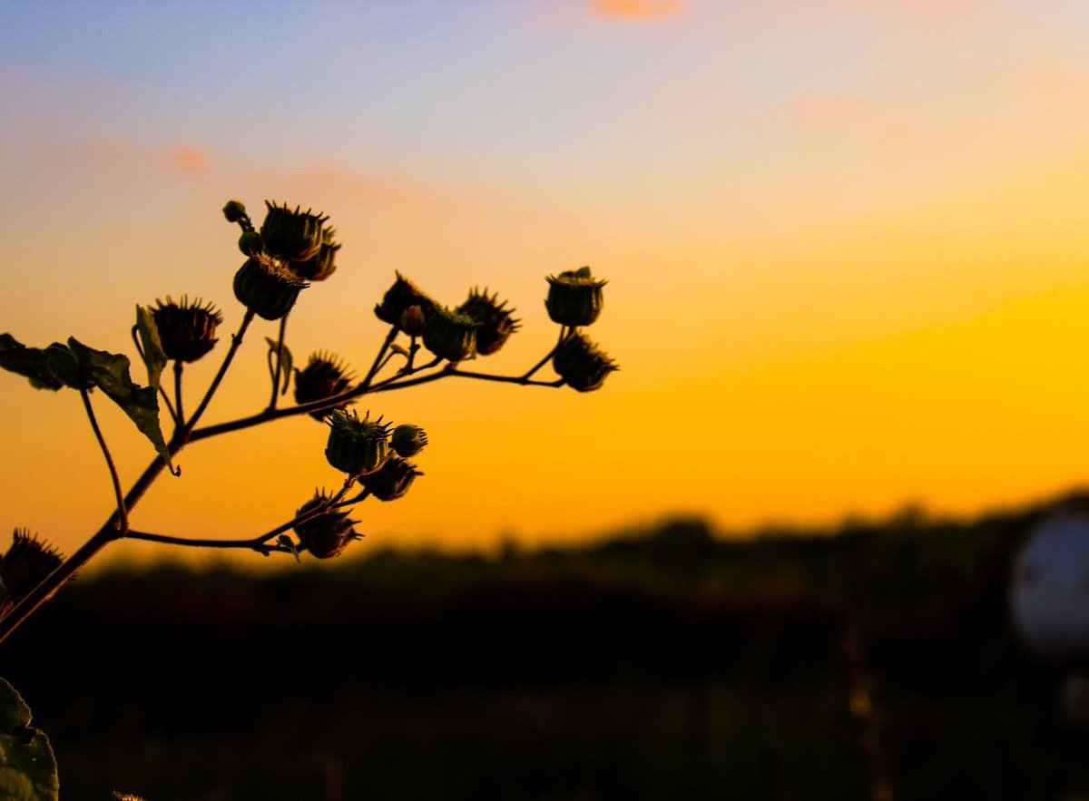 HAWKEYE GAME DAY⚫️⚠️🟡 black &amp; yellow check on the farm is 👍🏼
