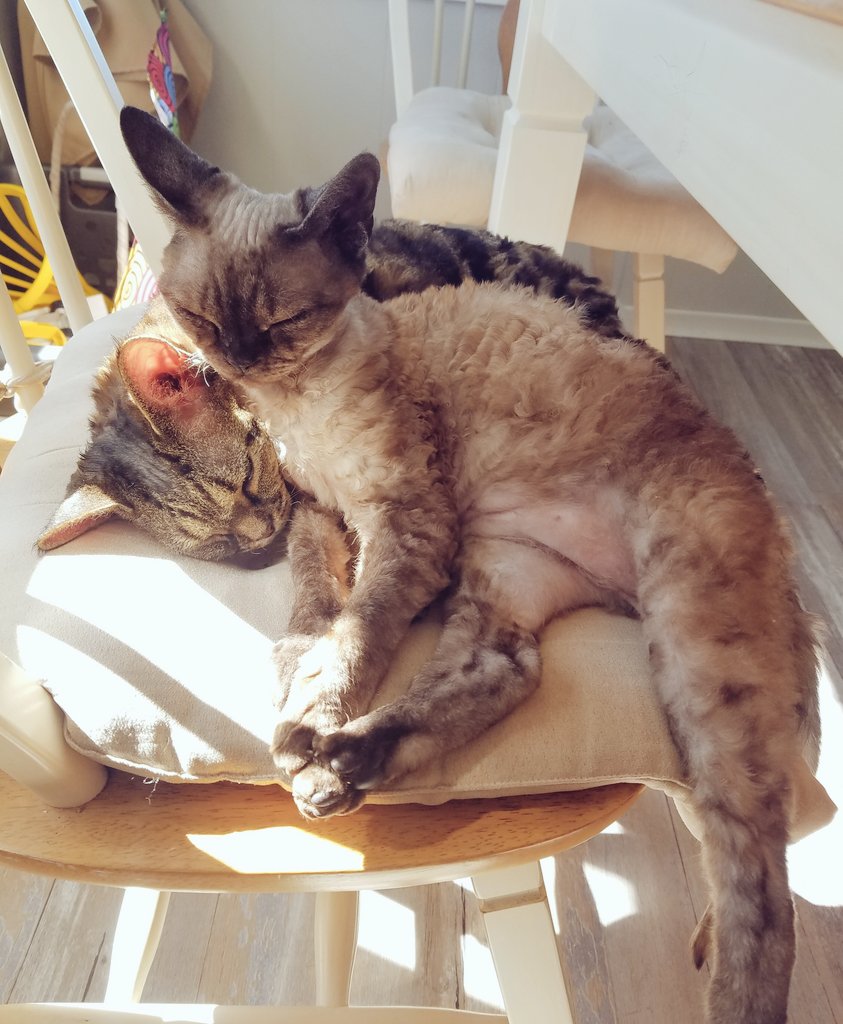 darrenmadill's tweet image. After a morning of chasing springs and each other, time for a lunchtime nap for Leia and Tinker.  #Caturday #Devonrex #Devons