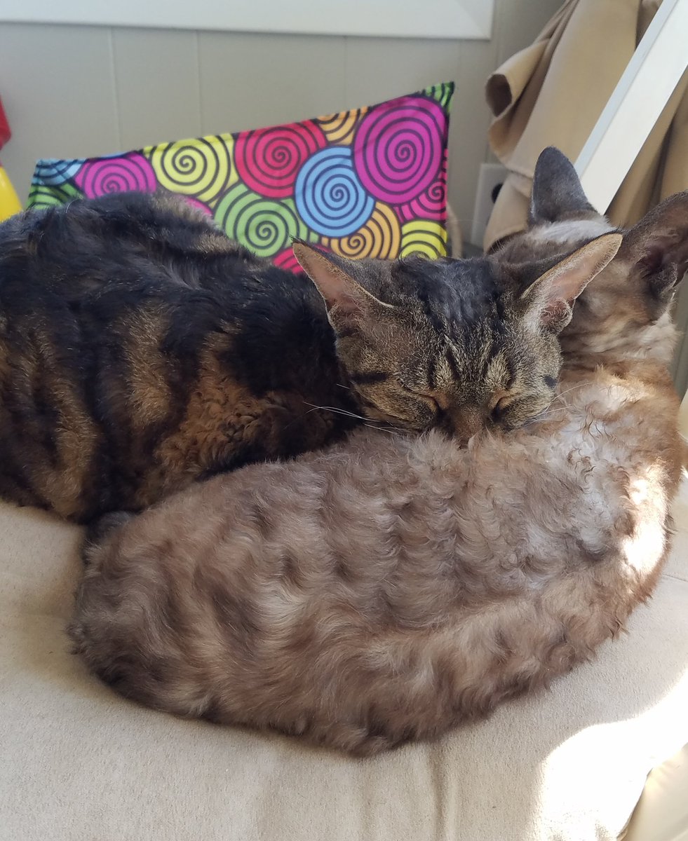 darrenmadill's tweet image. After a morning of chasing springs and each other, time for a lunchtime nap for Leia and Tinker.  #Caturday #Devonrex #Devons