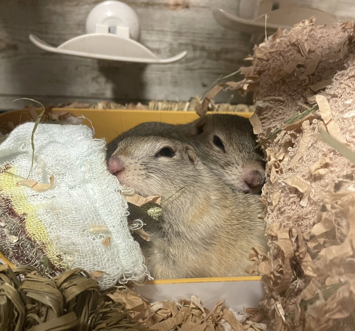 risu51566's tweet photo. 仕事から帰ってきた飼い主の音で起こされたリス。ごめんて…
#リチャードソンジリス https://t.co/2J5soH0GQf